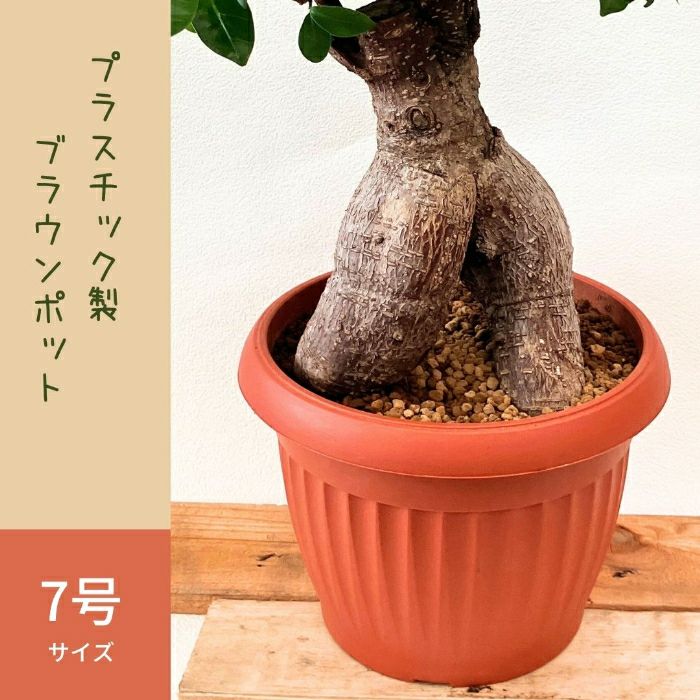 観葉植物現品販売