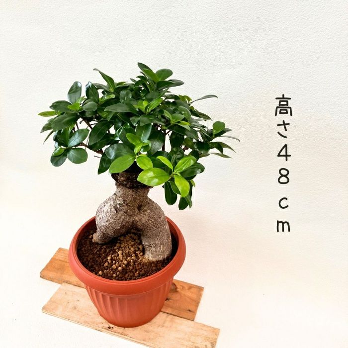 観葉植物現品販売