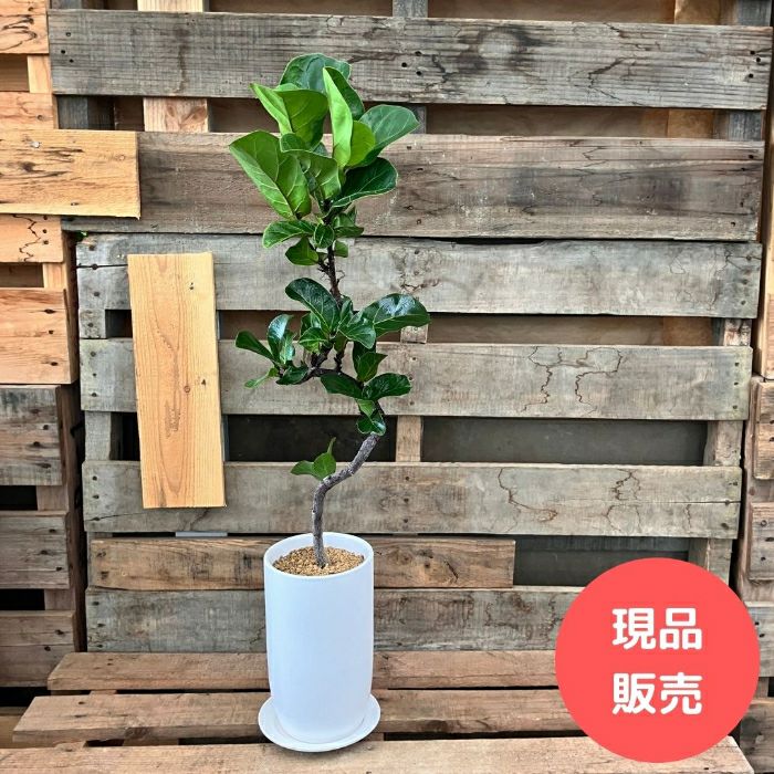 観葉植物現品販売