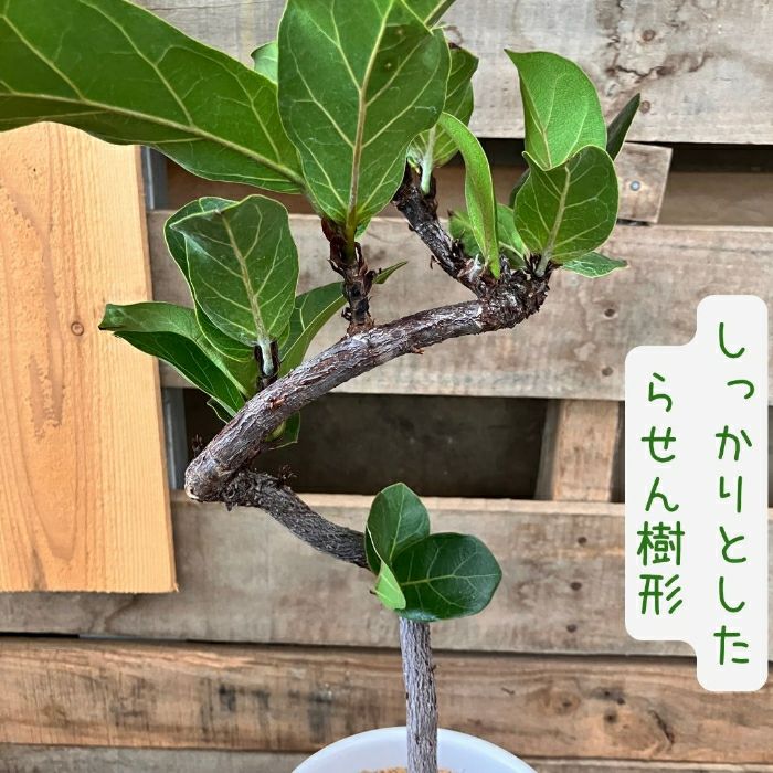 観葉植物現品販売