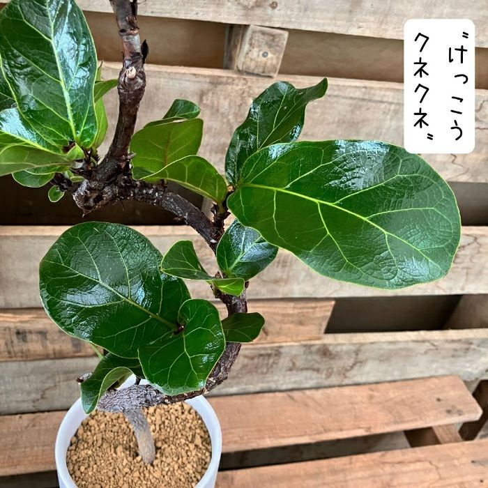 観葉植物現品販売