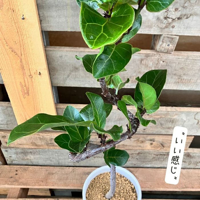 観葉植物現品販売