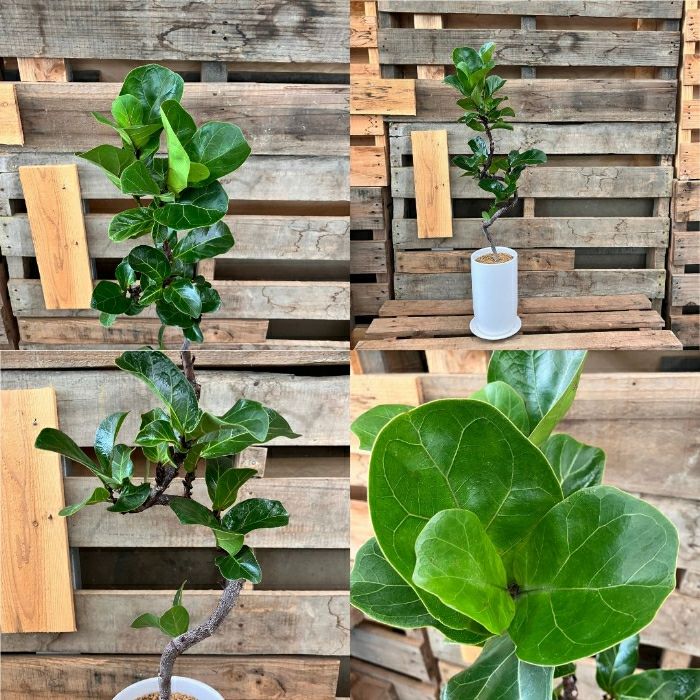 観葉植物現品販売