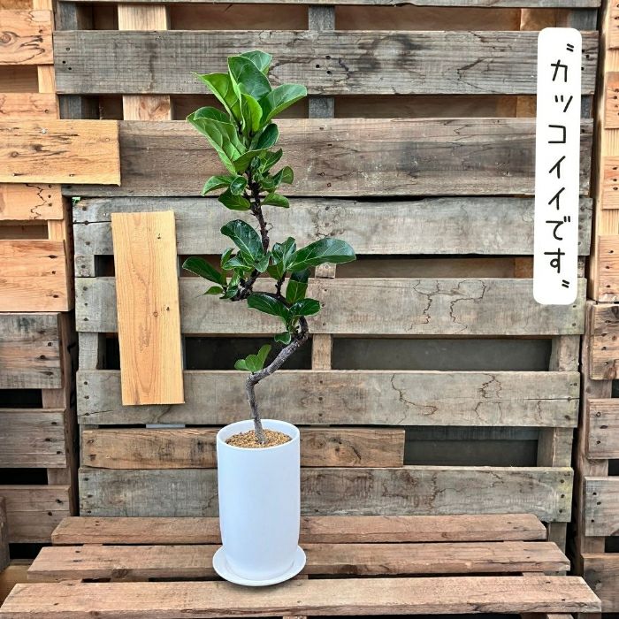 観葉植物現品販売