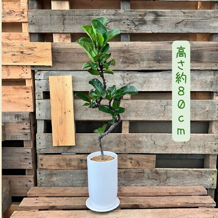観葉植物現品販売
