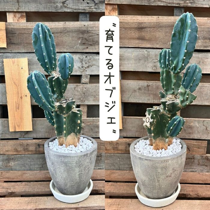 観葉植物現品販売