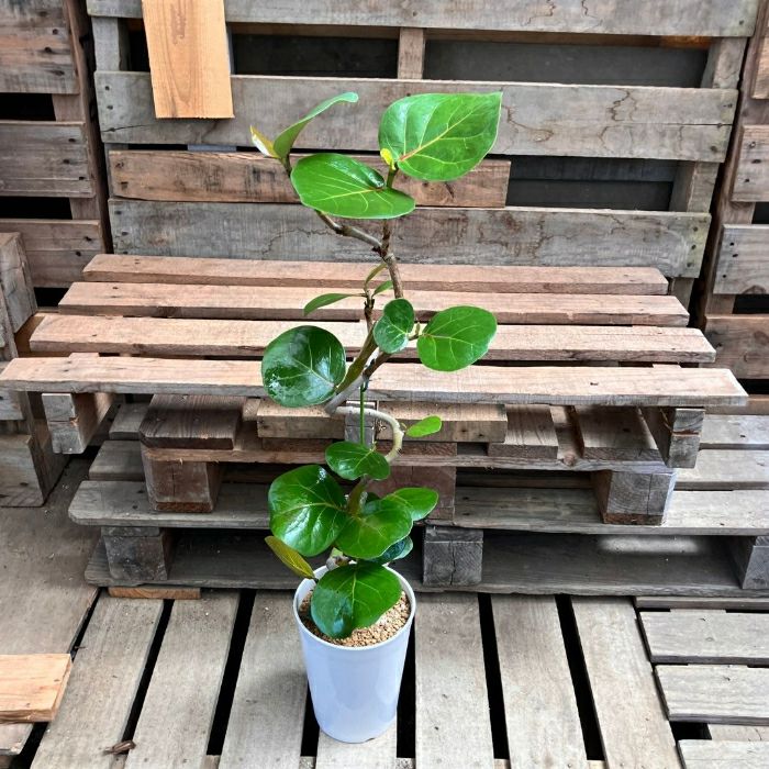 観葉植物現品販売