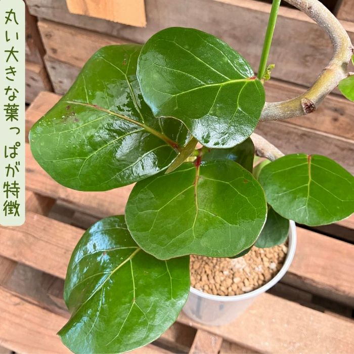 観葉植物現品販売