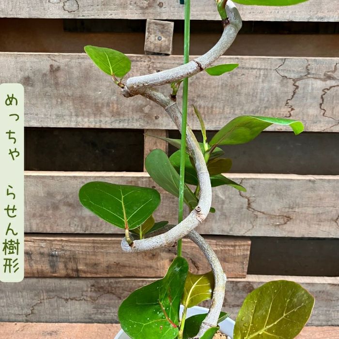 観葉植物現品販売