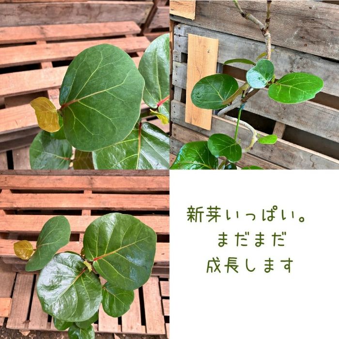観葉植物現品販売