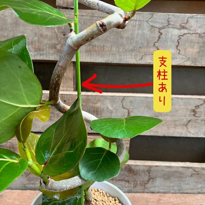 観葉植物現品販売