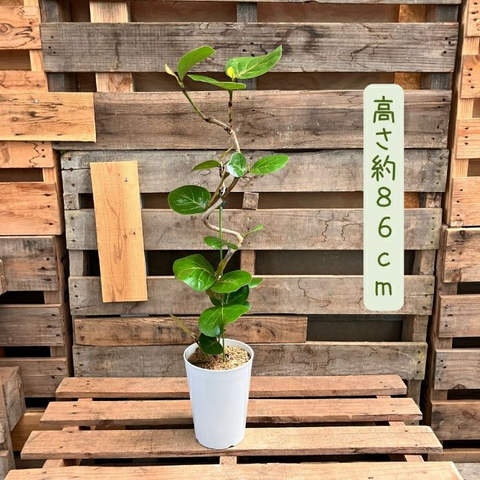 観葉植物現品販売