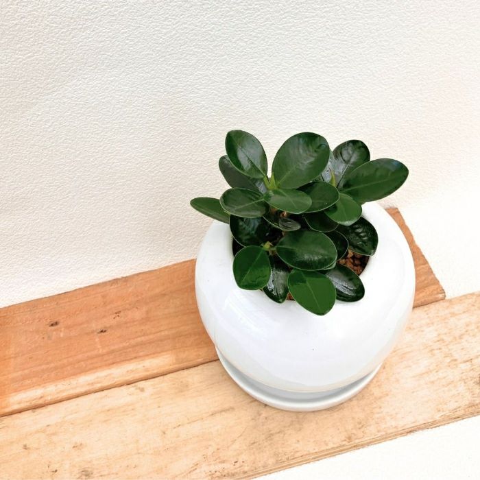 観葉植物現品販売