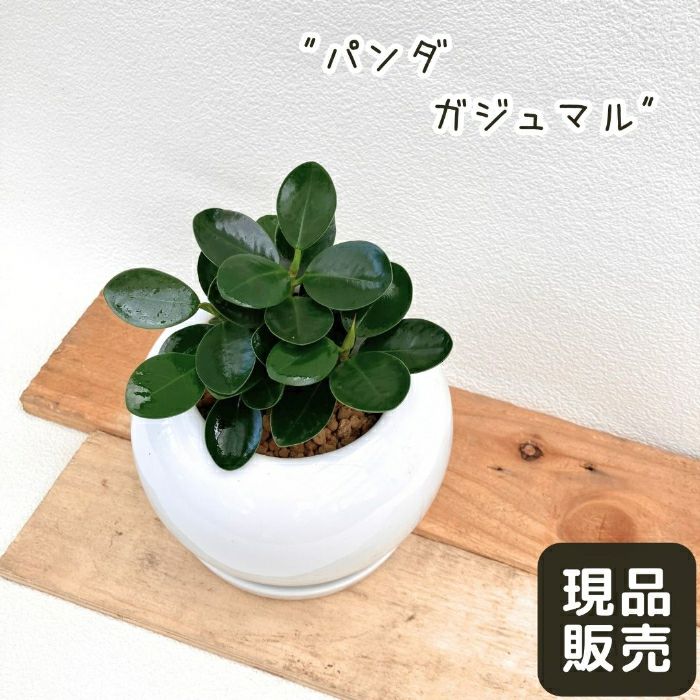 観葉植物現品販売