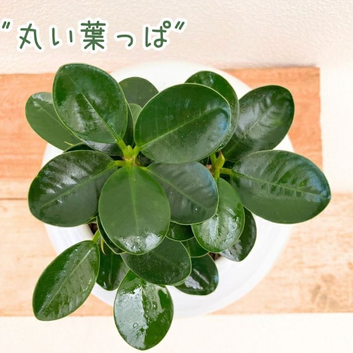 観葉植物現品販売