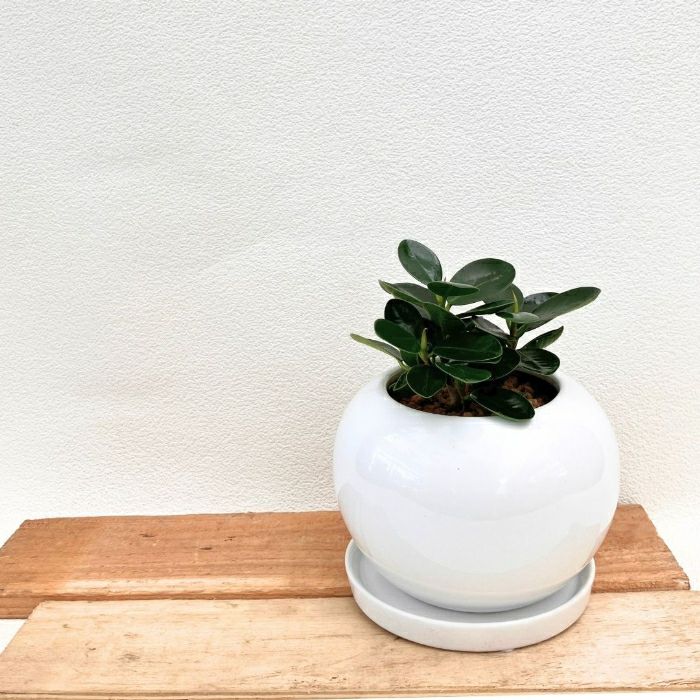 観葉植物現品販売