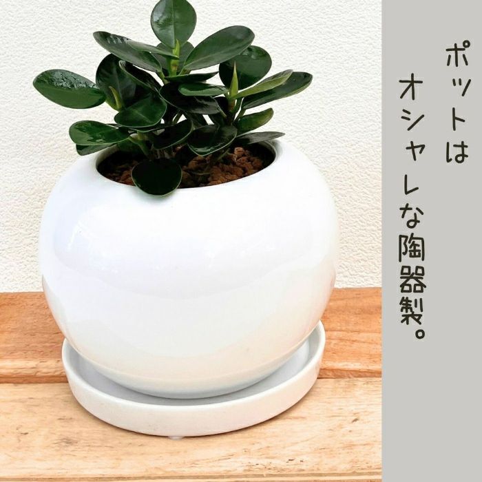 観葉植物現品販売