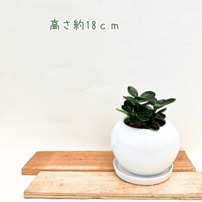 観葉植物現品販売