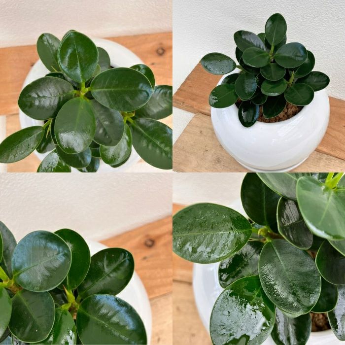 観葉植物現品販売