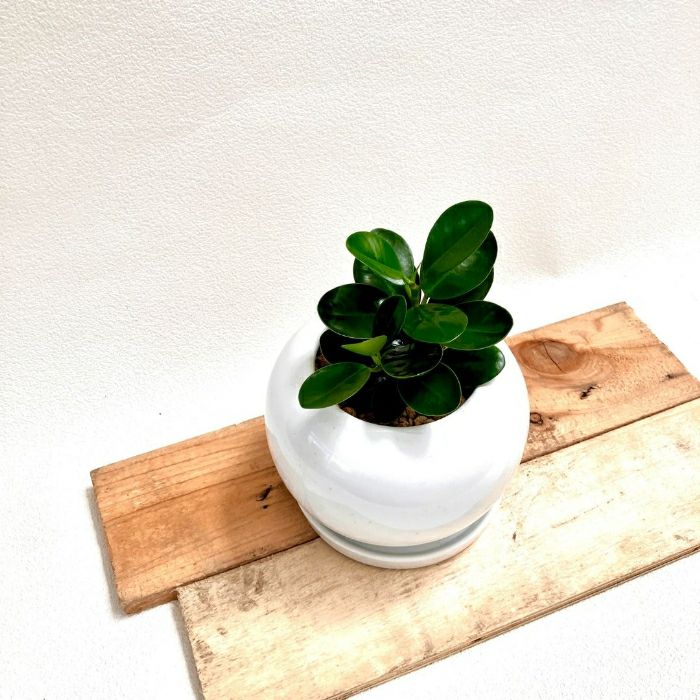 観葉植物現品販売