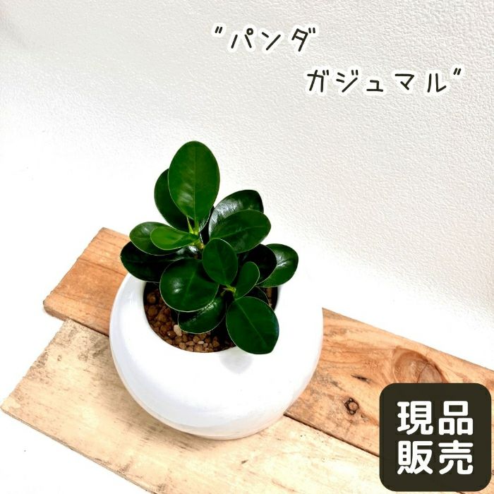 観葉植物現品販売