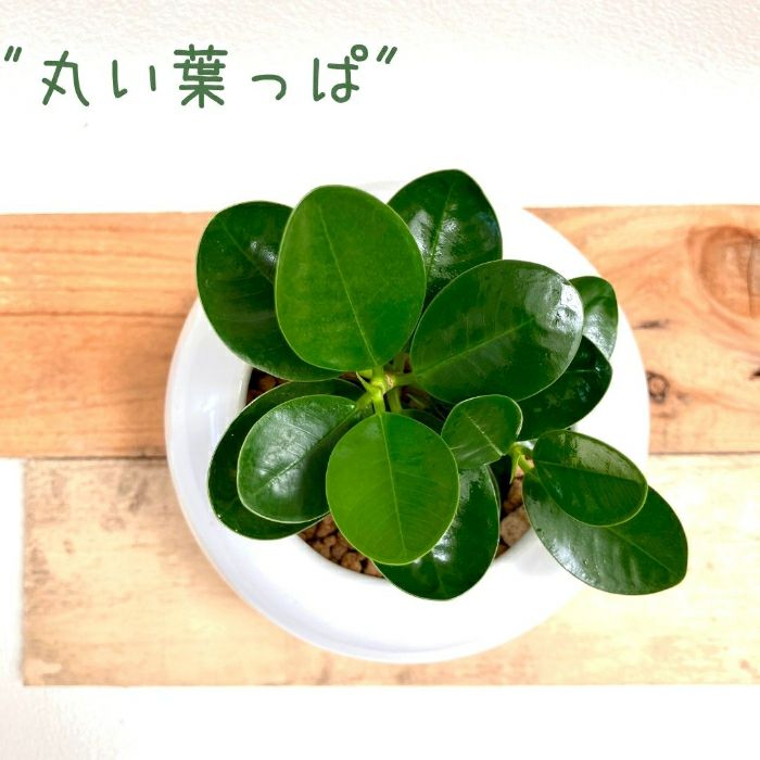 観葉植物現品販売