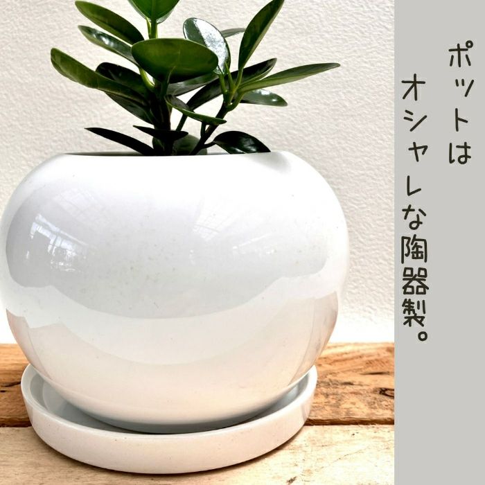 観葉植物現品販売
