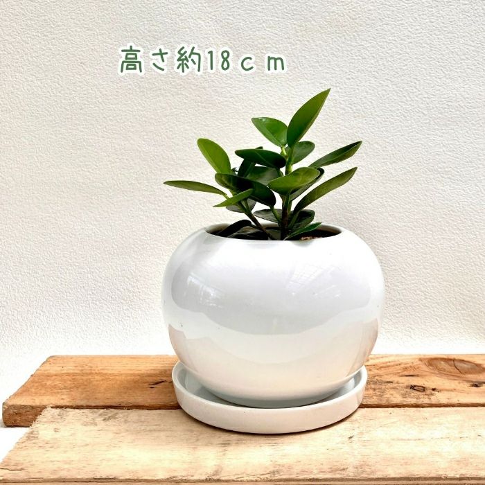 観葉植物現品販売