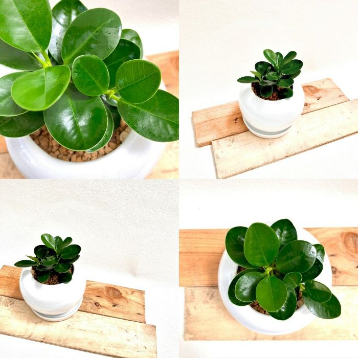 観葉植物現品販売