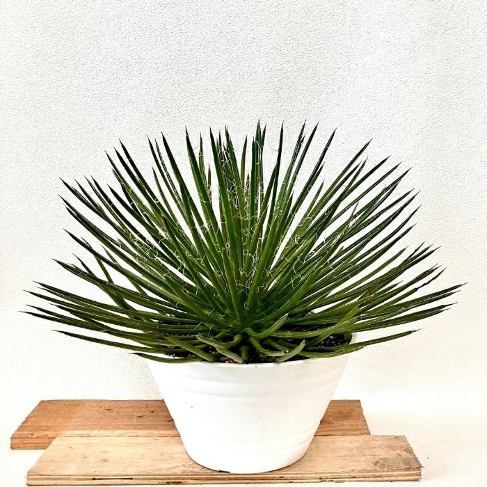 観葉植物現品販売