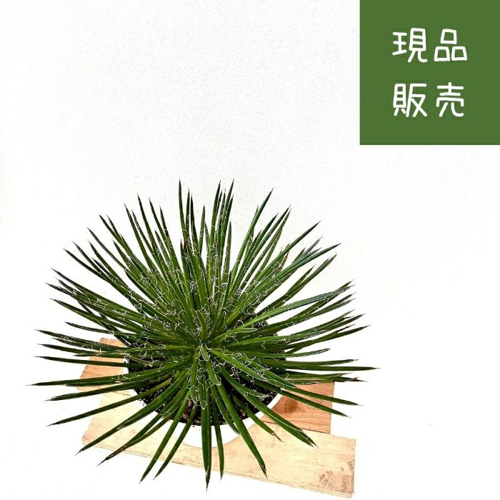観葉植物現品販売