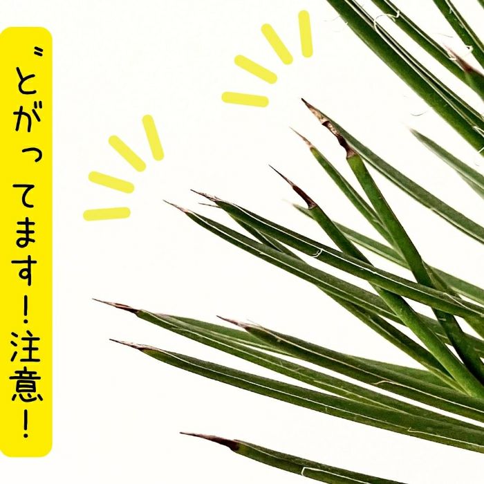 観葉植物現品販売