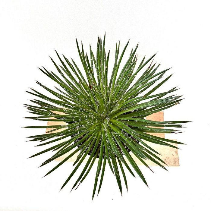 観葉植物現品販売
