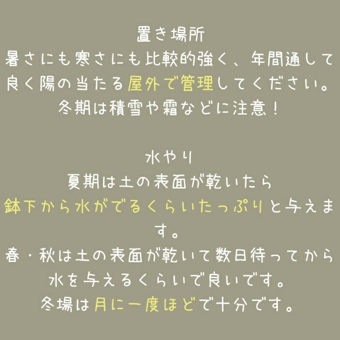 観葉植物現品販売