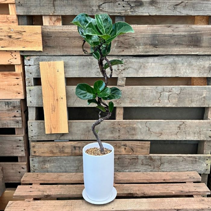 観葉植物現品販売