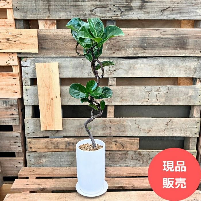 観葉植物現品販売