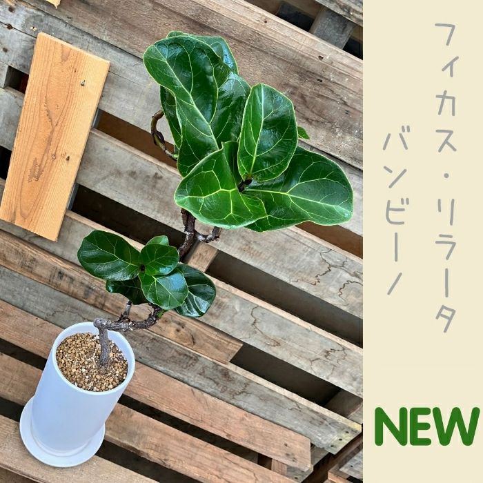 観葉植物現品販売