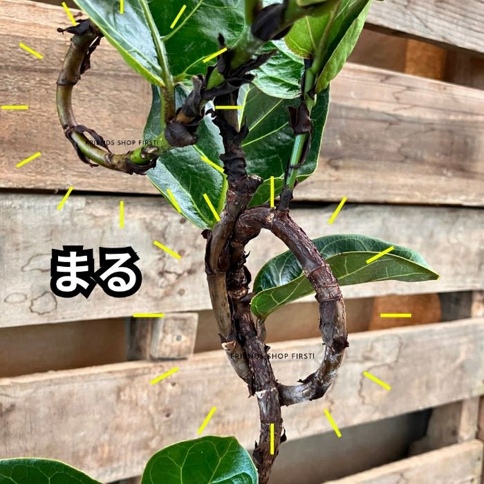 観葉植物現品販売