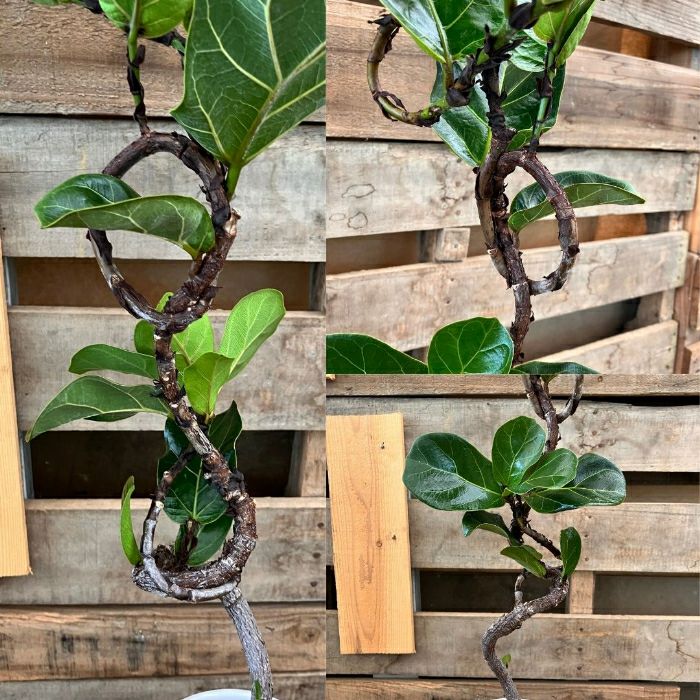 観葉植物現品販売