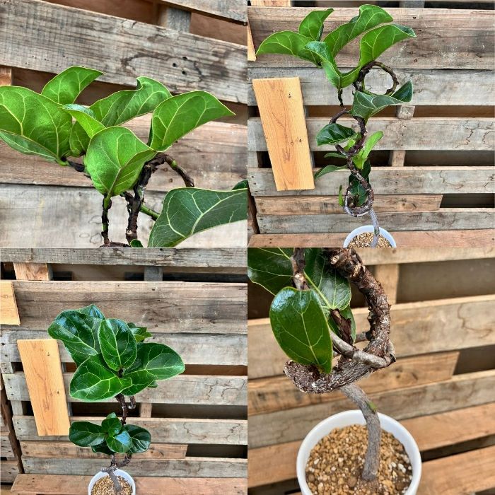 観葉植物現品販売