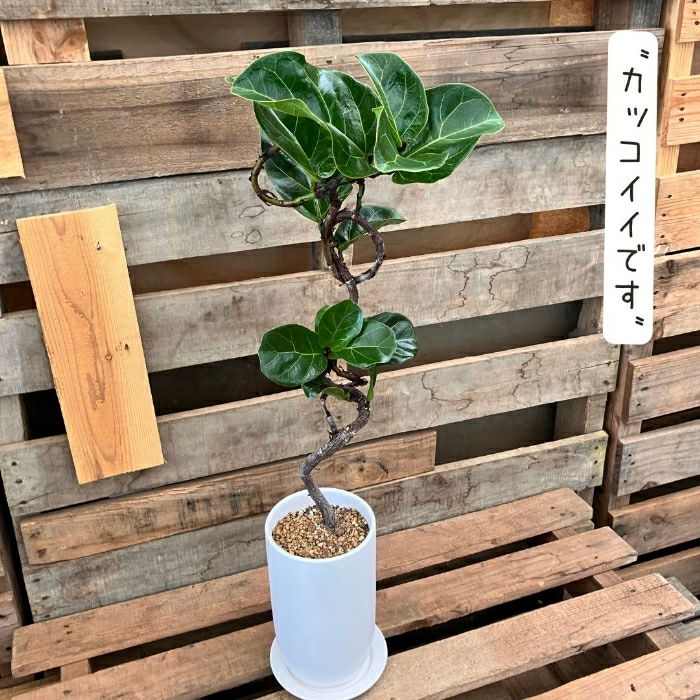 観葉植物現品販売