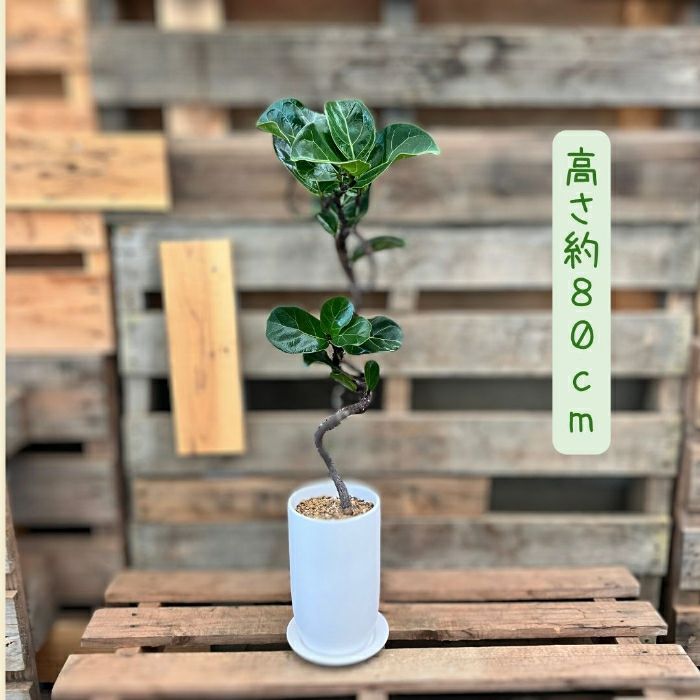 観葉植物現品販売
