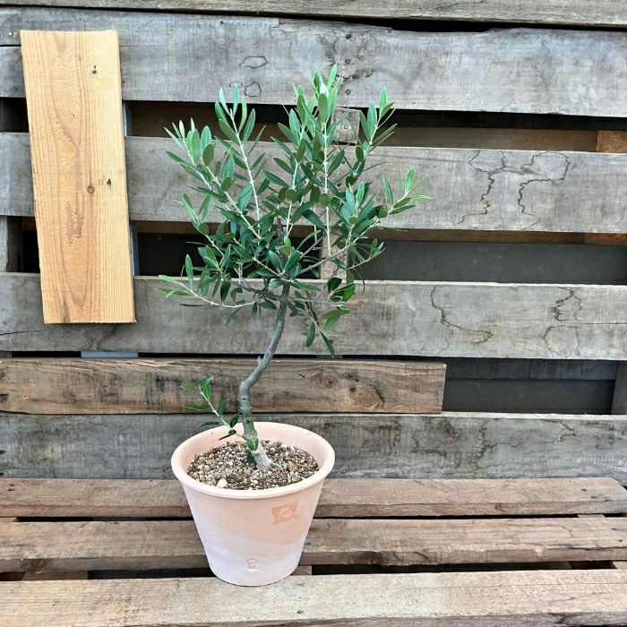 観葉植物現品販売