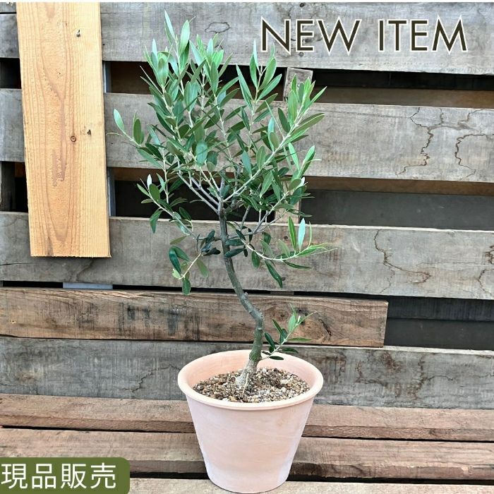 観葉植物現品販売