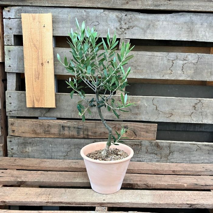 観葉植物現品販売