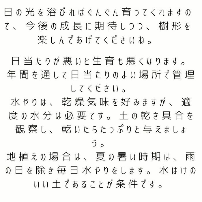 観葉植物現品販売