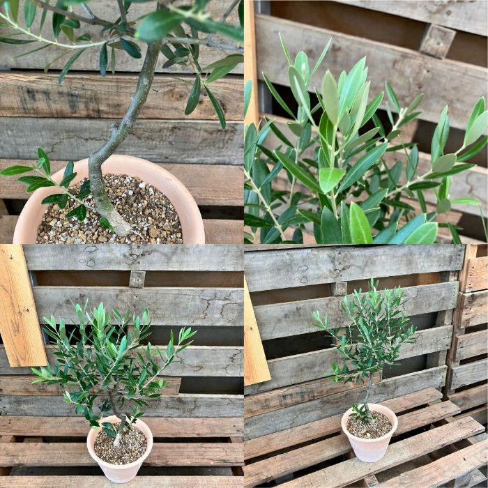 観葉植物現品販売
