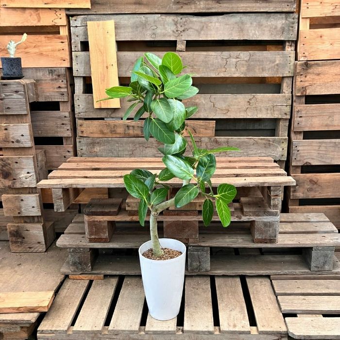 観葉植物現品販売