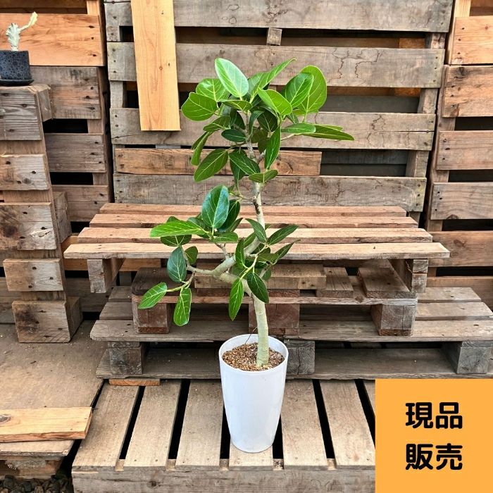 観葉植物現品販売