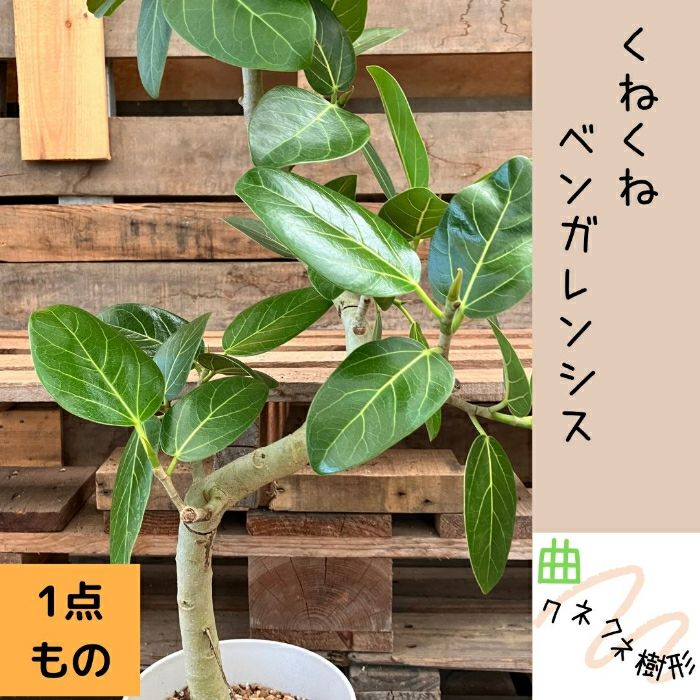 観葉植物現品販売